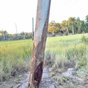 Power pole after